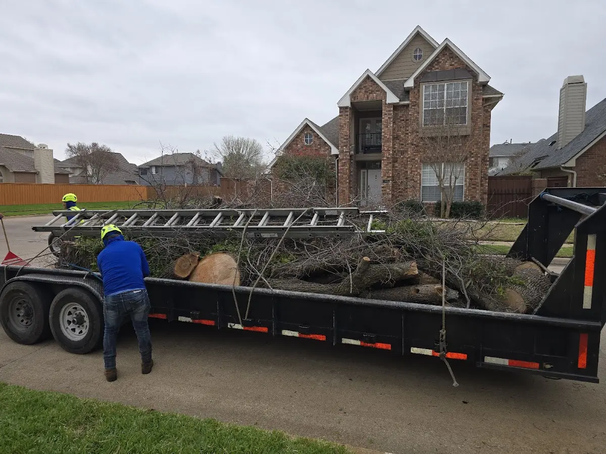 Expert Tree Removal with proper safety equipment in Dry Fork